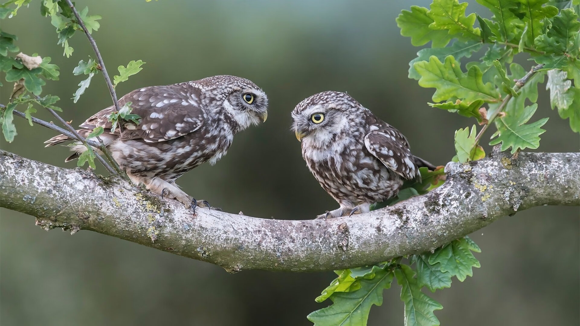 开yun官网-体育舞蹈快闪：街头文化的新风尚，体育游戏快闪