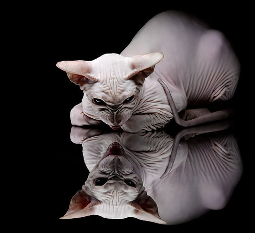 女子篮球国际邀请赛中国队荣获冠军，国家女子篮球比赛